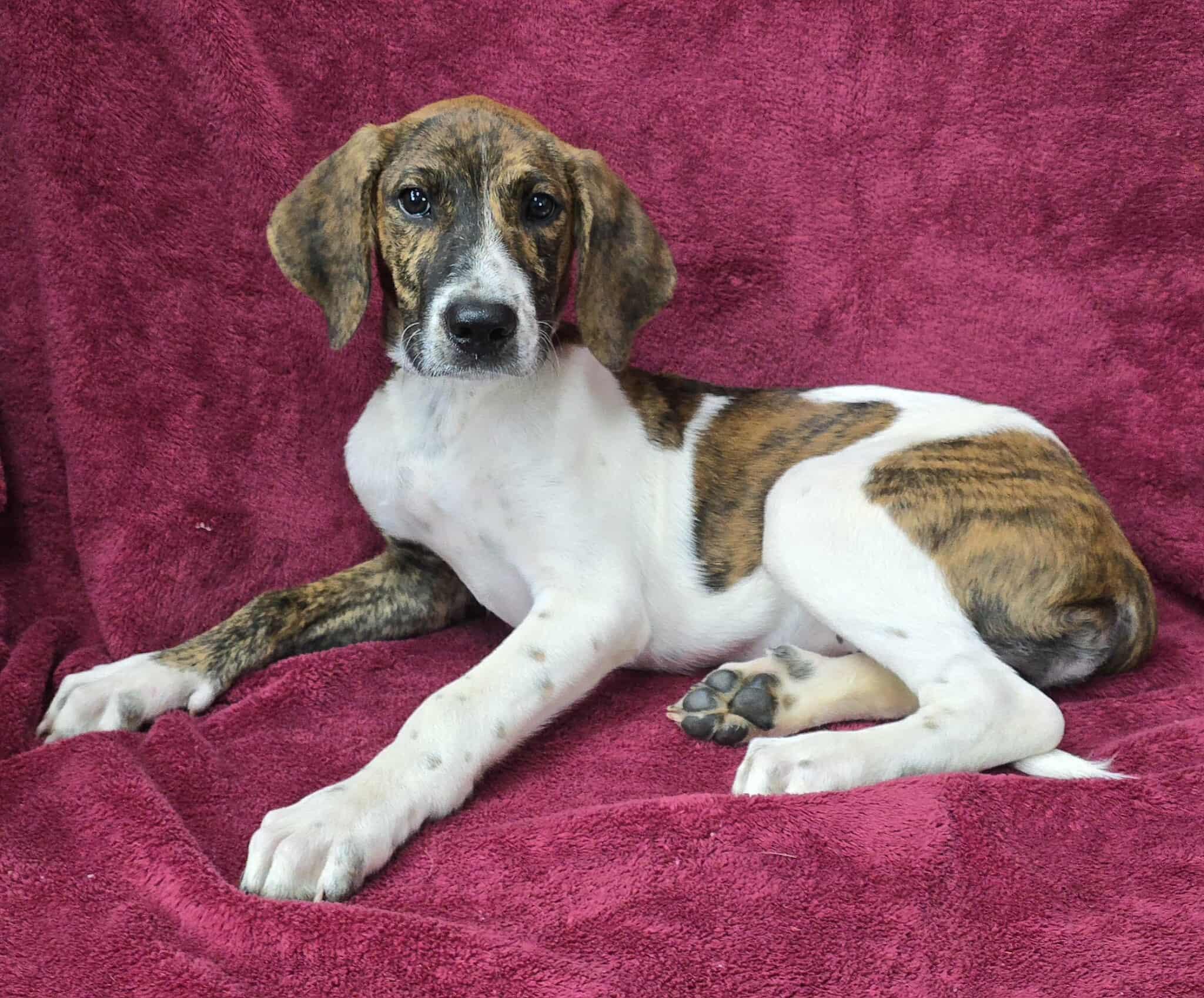 Meet Morning Glory a 4 month old 23 pound as of 722 adorable Hound mix She is great with othe