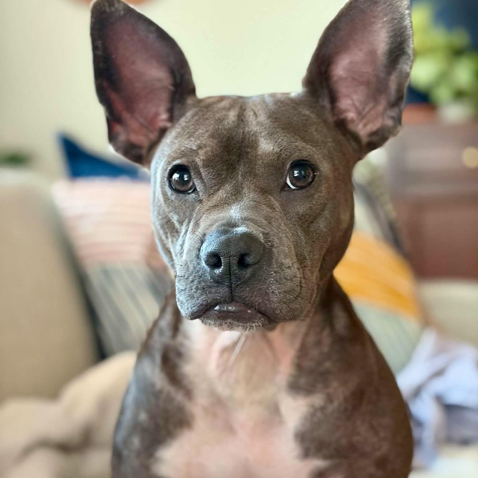 Polly Pocket, ADOPTABLE, Young Female American Staffordshire Terrier & French Bulldog.