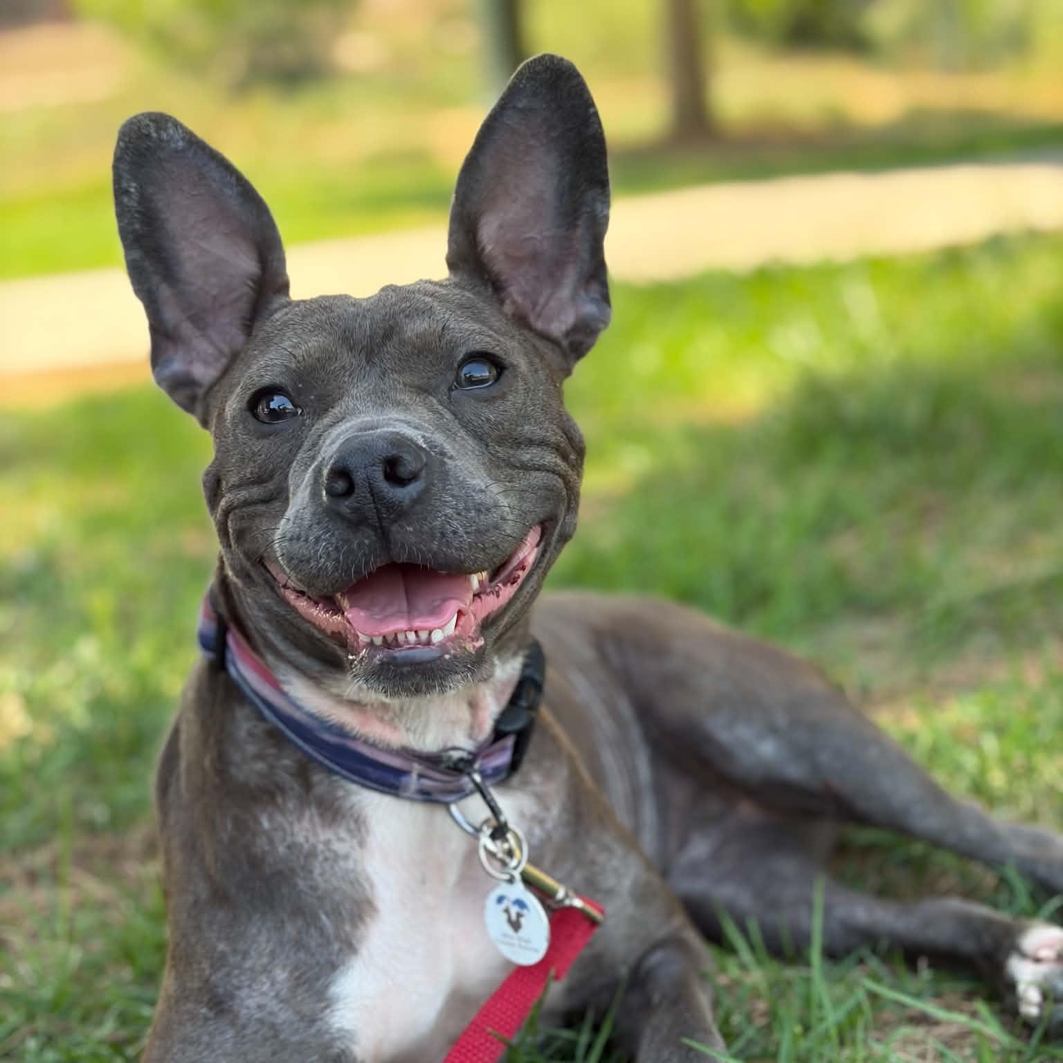 Polly Pocket, a ADOPTABLE mixed breed in Mead, CO image 3/6
