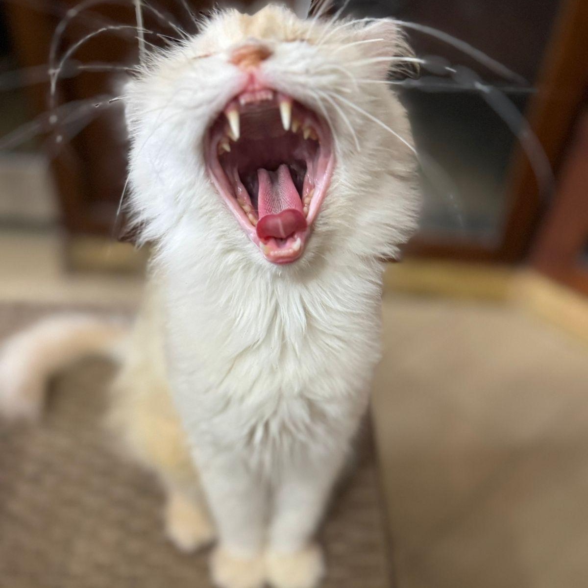 Olivia, an adoptable Ragdoll in Woodbridge, ON, L4l 1j7 | Photo Image 4