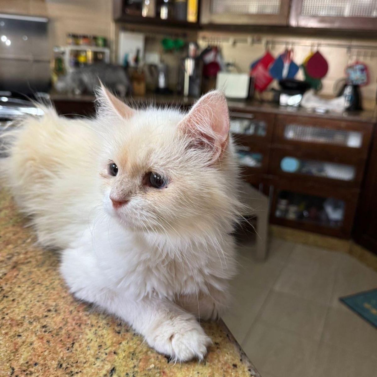 Olivia, an adoptable Ragdoll in Woodbridge, ON, L4l 1j7 | Photo Image 2