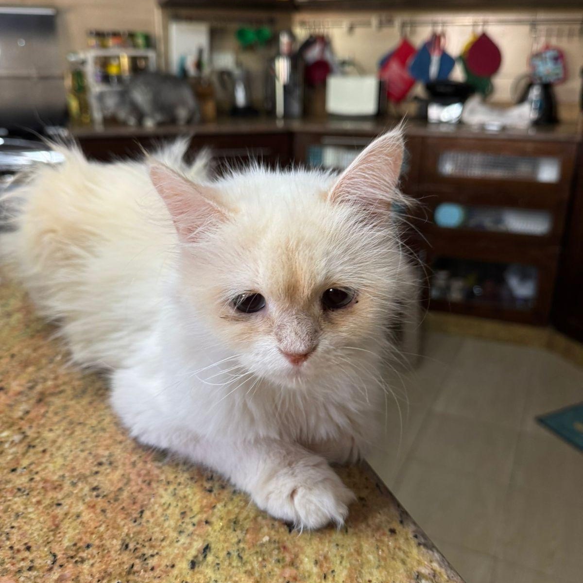 Olivia, an adoptable Ragdoll in Woodbridge, ON, L4l 1j7 | Photo Image 6