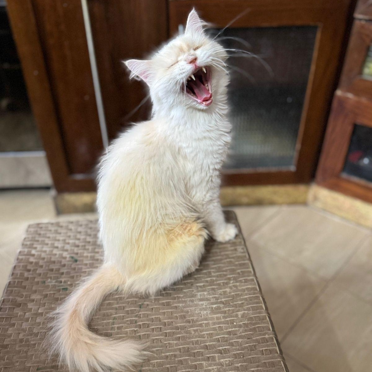 Olivia, an adoptable Ragdoll in Woodbridge, ON, L4l 1j7 | Photo Image 3