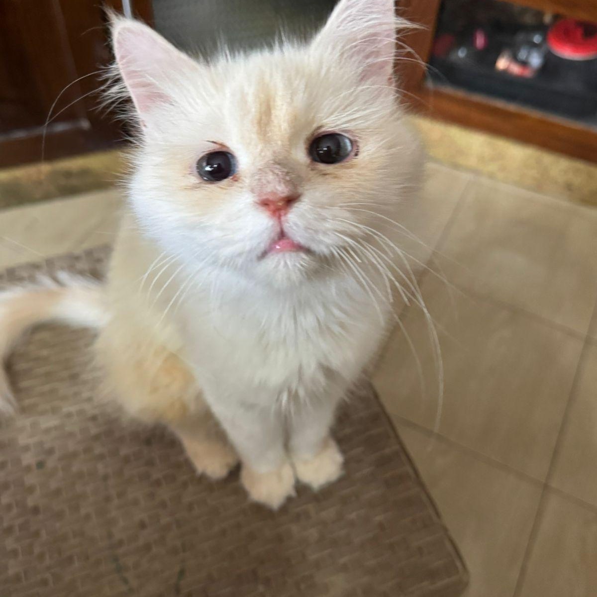 Olivia, an adoptable Ragdoll in Woodbridge, ON, L4l 1j7 | Photo Image 1