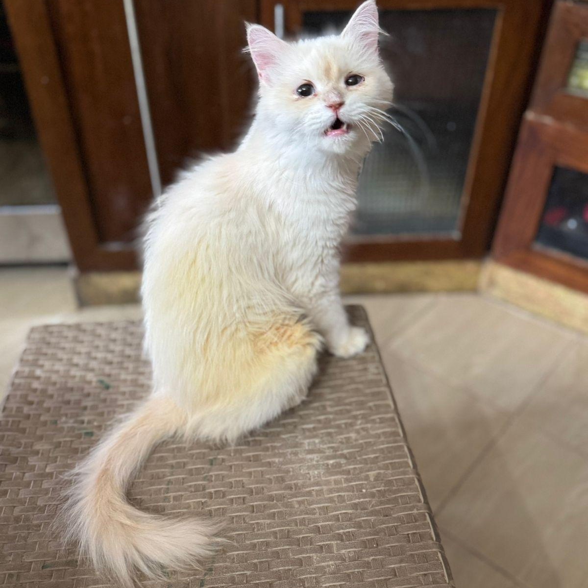 Olivia, an adoptable Ragdoll in Woodbridge, ON, L4l 1j7 | Photo Image 5