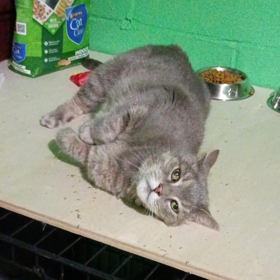 Hecate, a Adoptable Tabby in Oswego, NY image 3/5
