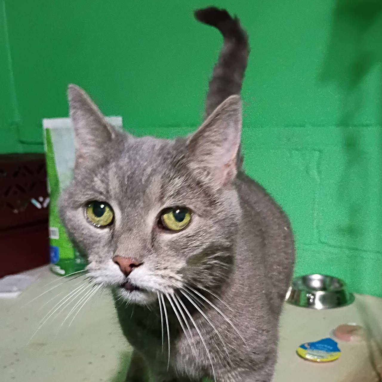 Hecate, Adoptable, Senior Female Tabby.