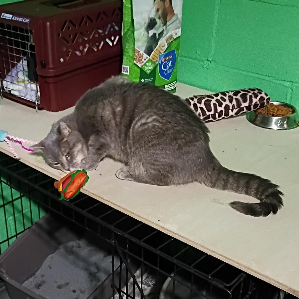 Hecate, a Adoptable Tabby in Oswego, NY image 5/5