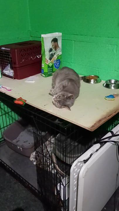 Enlarge Hecate, a Adoptable Tabby in Oswego, NY video 2/5