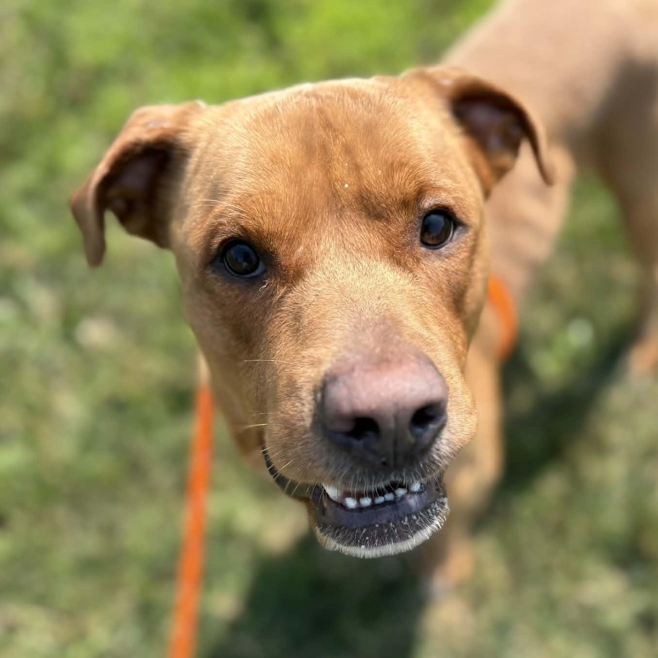Enlarge Rusty, a ADOPTABLE Terrier in North Syracuse, NY image 3/4