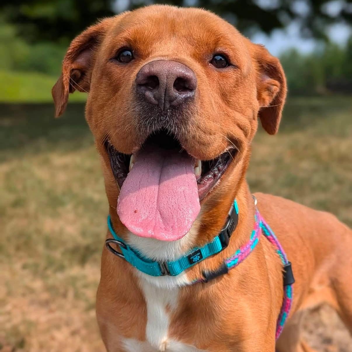 Enlarge Rusty, a ADOPTABLE Terrier in North Syracuse, NY image 2/5