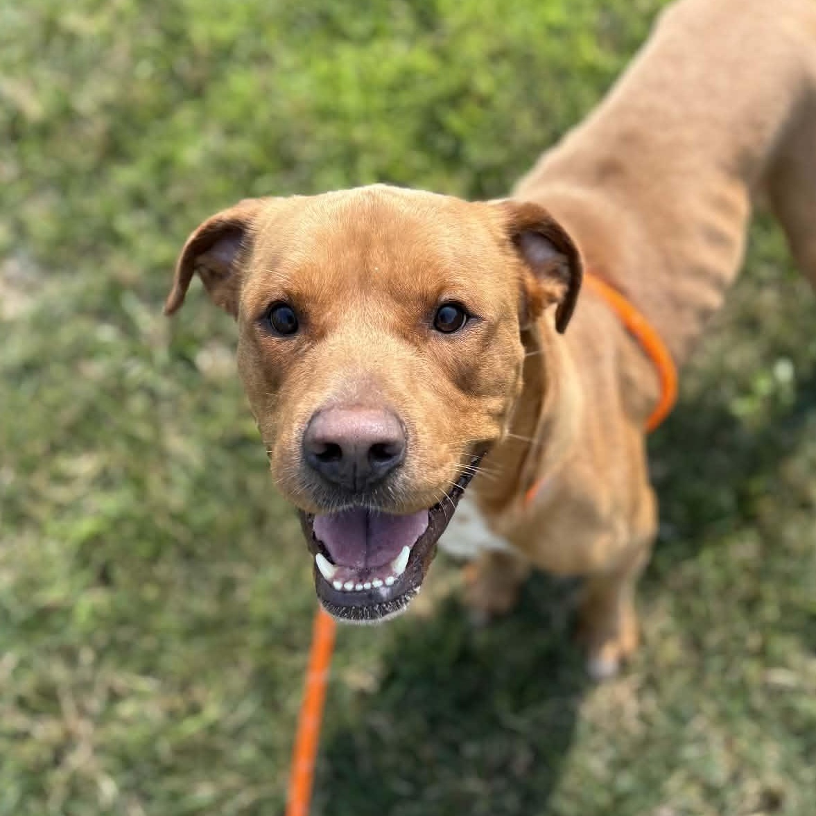Enlarge Rusty, a ADOPTABLE Terrier in North Syracuse, NY image 2/4