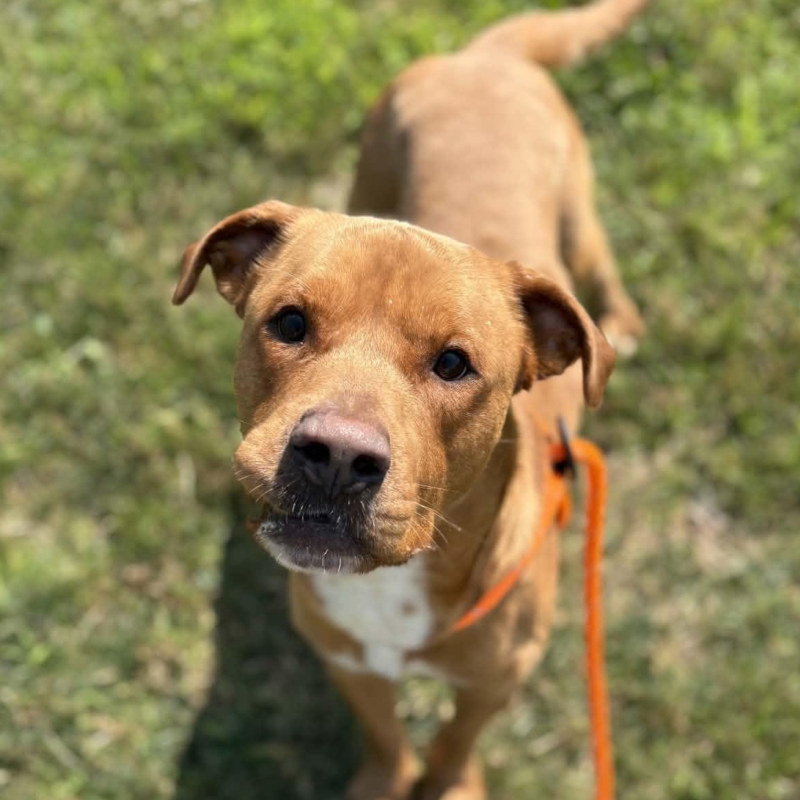Enlarge Rusty, a ADOPTABLE Terrier in North Syracuse, NY image 4/4