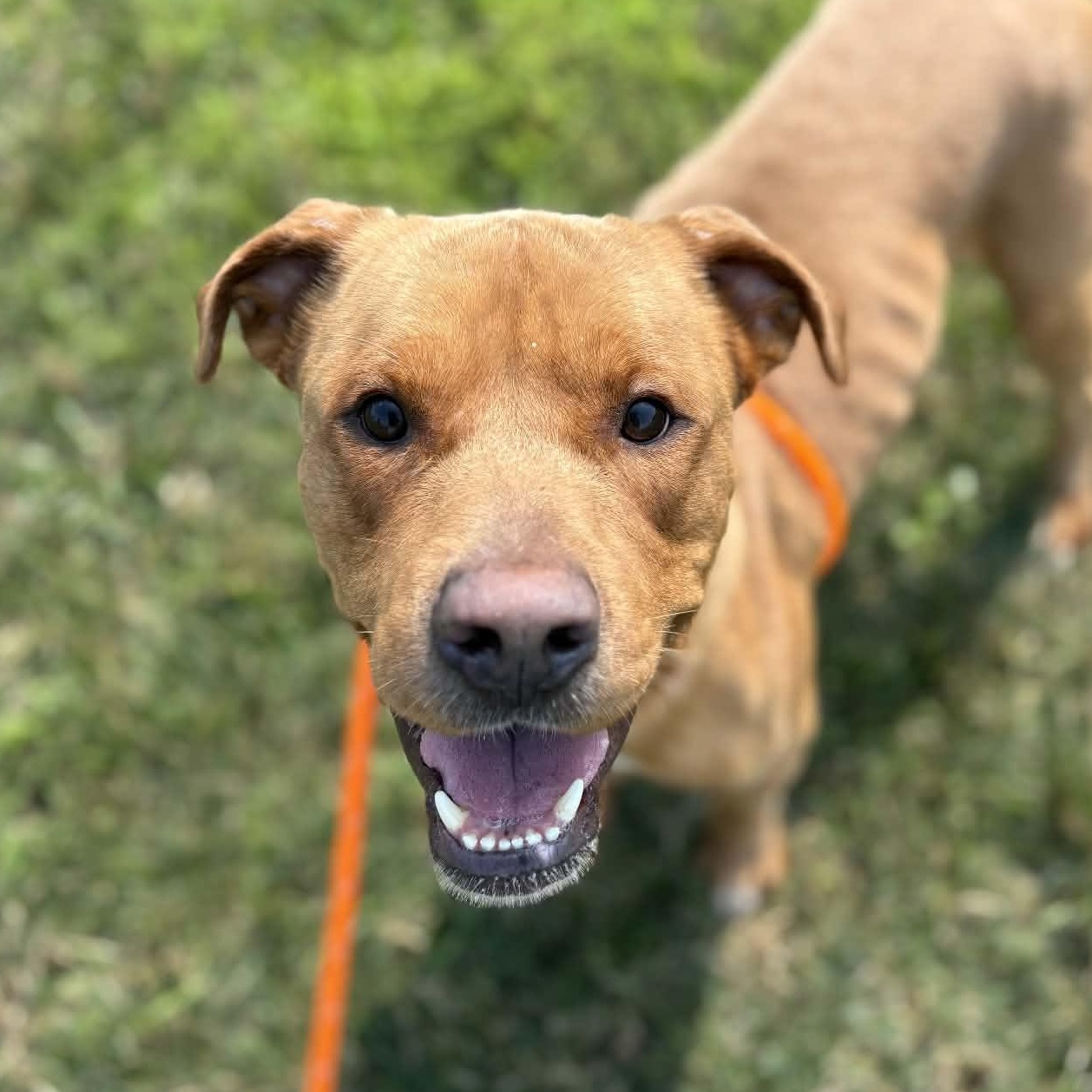 Enlarge Rusty, a ADOPTABLE Terrier in North Syracuse, NY image 1/4