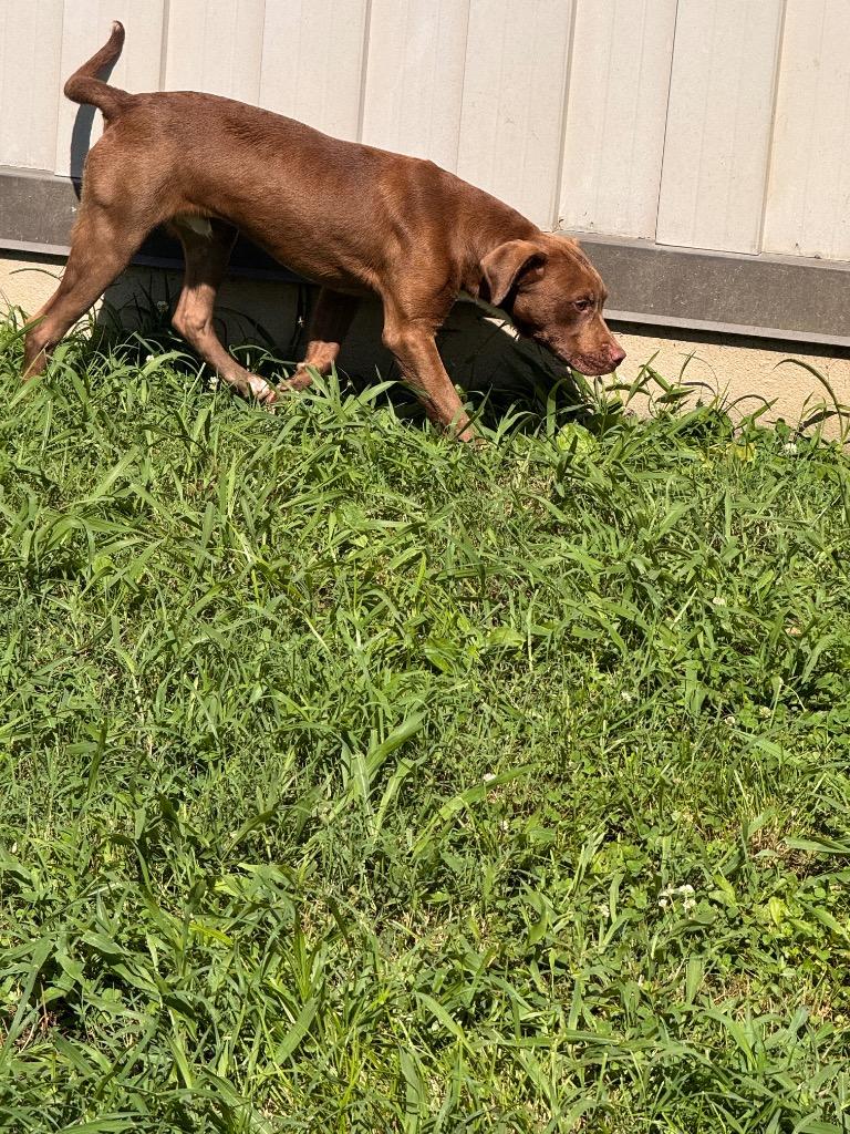 Bunker, a Adoptable mixed breed in Shelbyville, TN image 2/6