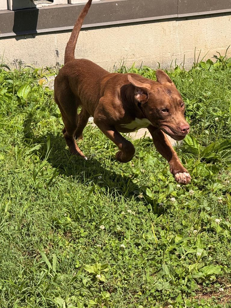 Bunker, a Adoptable mixed breed in Shelbyville, TN image 4/6