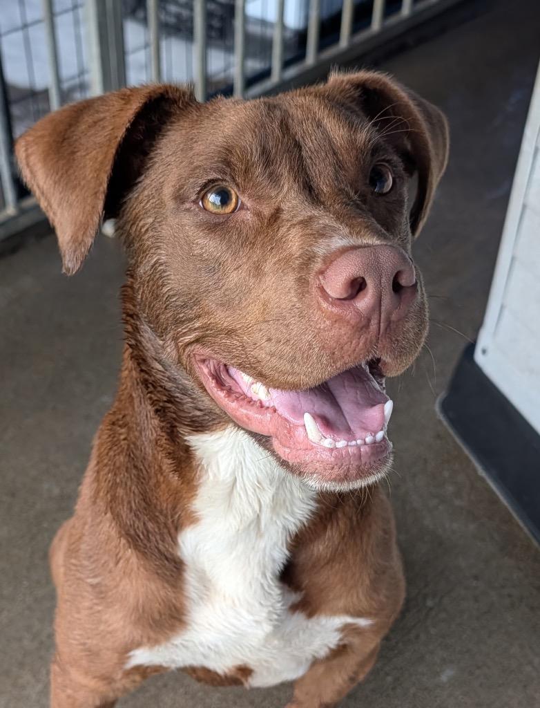 Bunker, a Adoptable mixed breed in Shelbyville, TN image 5/6