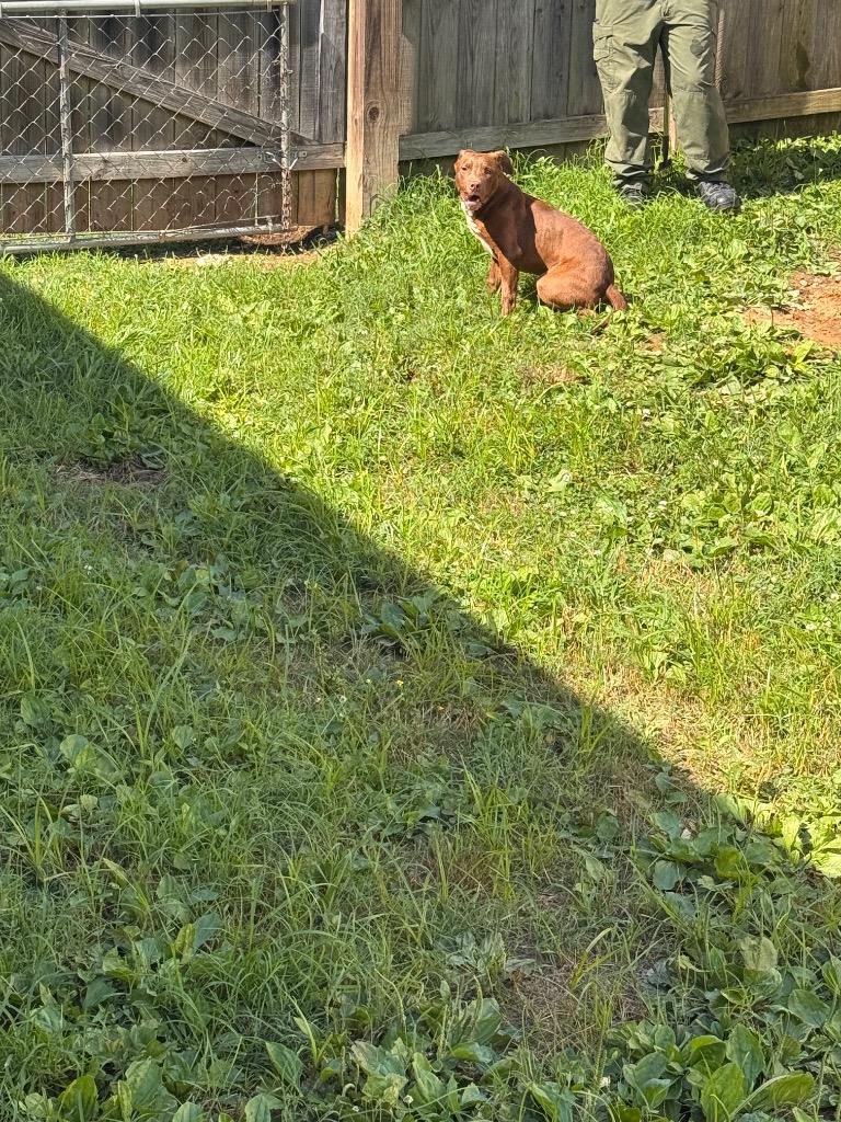 Bunker, a Adoptable mixed breed in Shelbyville, TN image 6/6