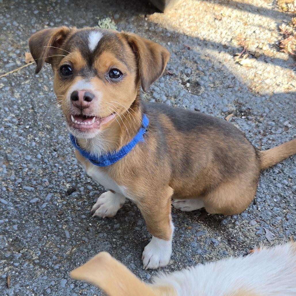 Dan Auerbach, a Adoptable mixed breed in Redmond, WA image 1/4