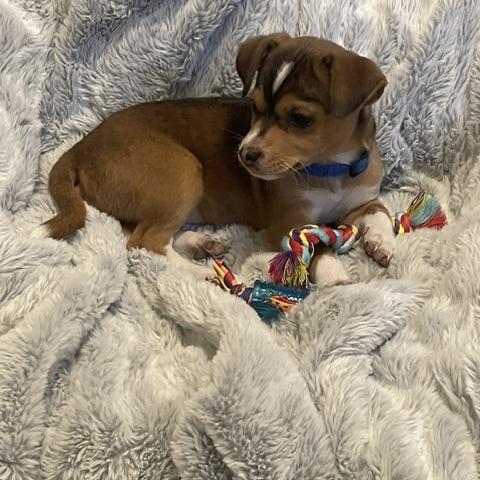 Dan Auerbach, a Adoptable mixed breed in Redmond, WA image 2/4