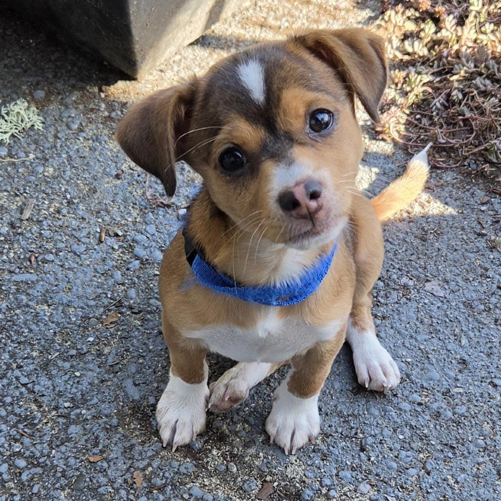 Dan Auerbach, a Adoptable mixed breed in Redmond, WA image 3/4