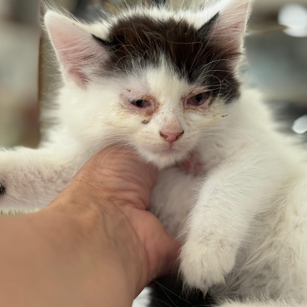 Enlarge Fluffie, an adopted Domestic Long Hair in Blackfoot, ID image 1/1