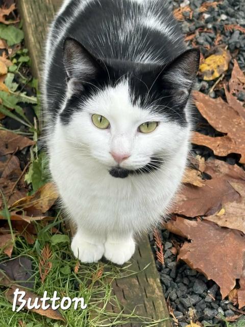 Button, ADOPTABLE, Young Male Domestic Medium Hair.
