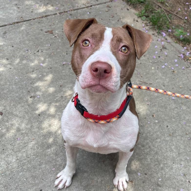 Hopscotch, Adoptable, Adult Female Mixed Breed.