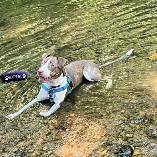 Enlarge Hopscotch, a Adoptable Mixed Breed in Asheville, NC image 2/6