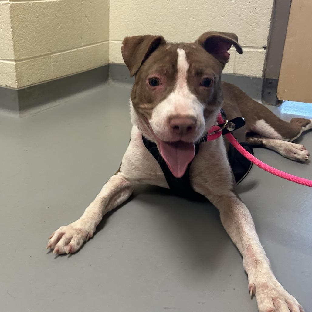 Enlarge Hopscotch, a Adoptable Mixed Breed in Asheville, NC image 3/6