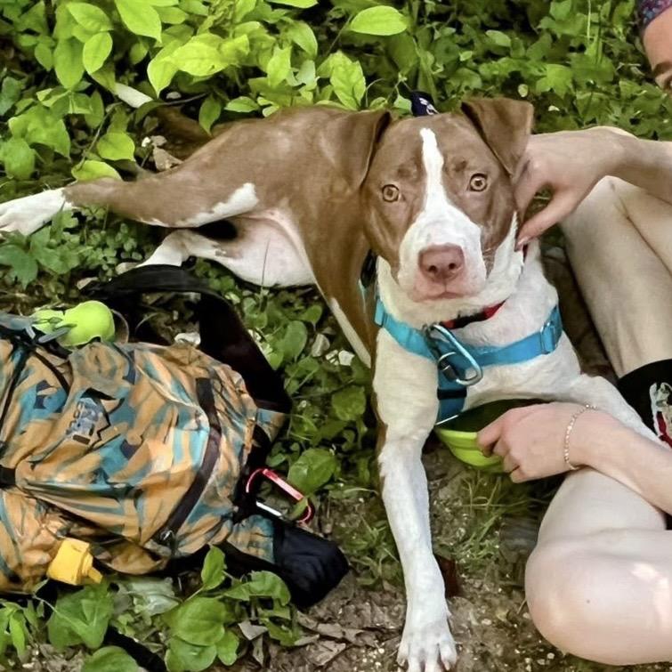 Enlarge Hopscotch, a Adoptable Mixed Breed in Asheville, NC image 4/6