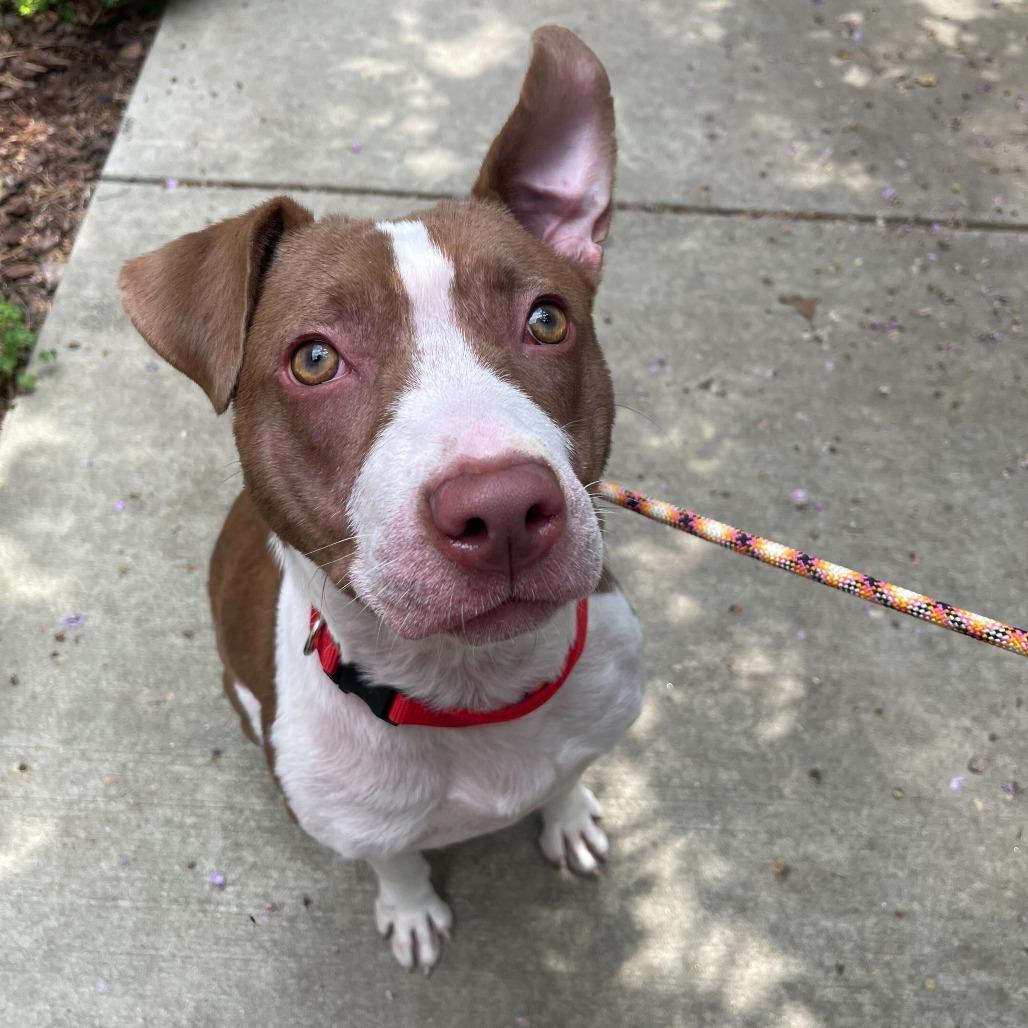 Enlarge Hopscotch, a Adoptable Mixed Breed in Asheville, NC image 5/6