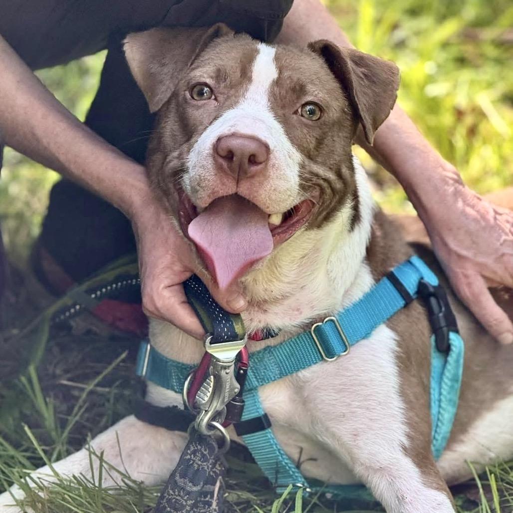Enlarge Hopscotch, a Adoptable Mixed Breed in Asheville, NC image 6/6