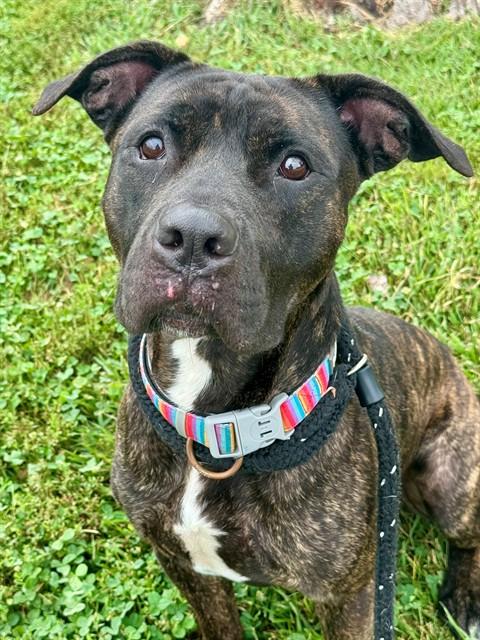 ROSCO, Adoptable, Young Male Labrador Retriever & Jack Russell Terrier.
