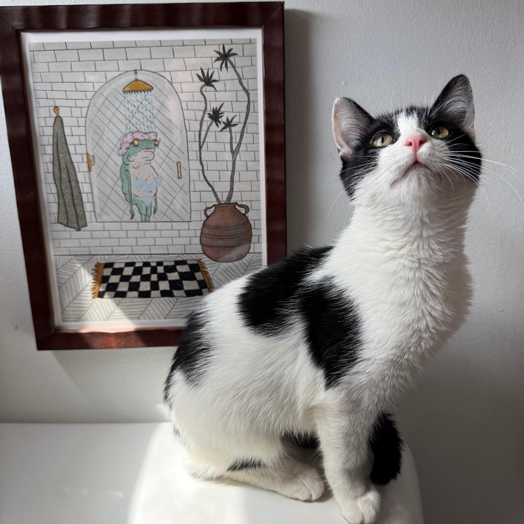 Enlarge Cat Benatar, a Adoptable mixed breed in Chicago, IL image 1/2