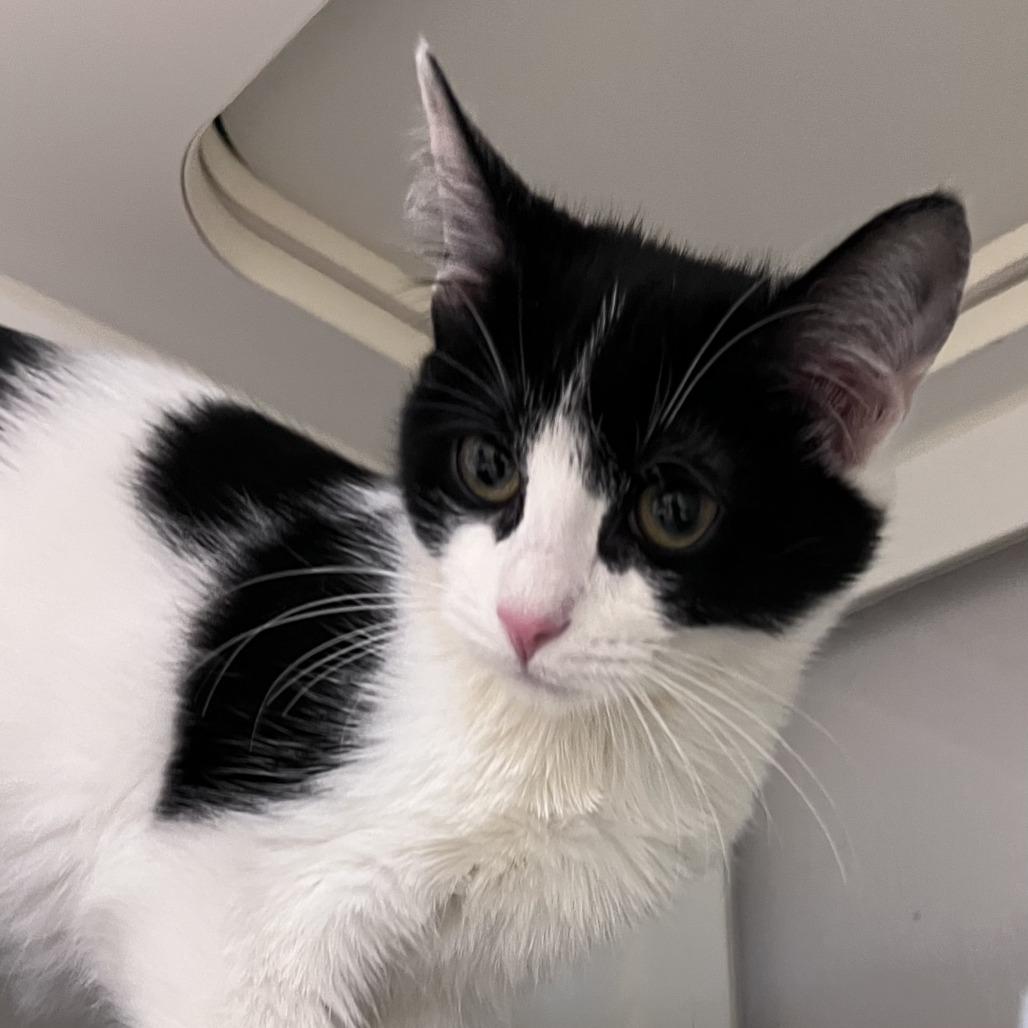 Enlarge Cat Benatar, a Adoptable mixed breed in Chicago, IL image 2/2