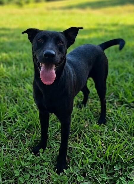 Moose, Adoptable, Adult Male Labrador Retriever.