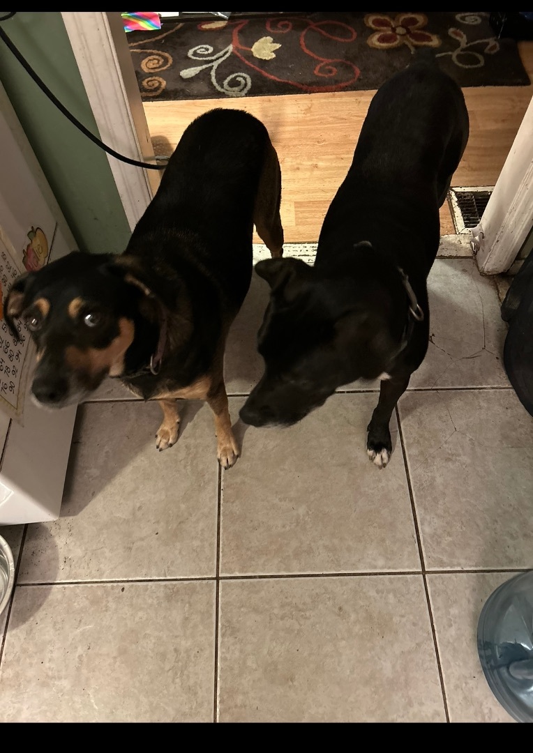 Bolder and Terry, Adoptable, Young Female Labrador Retriever & Shepherd.