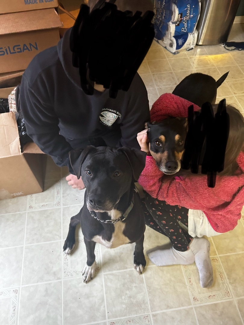 Bolder and Terry, a Adoptable mixed breed in Surrey, BC image 2/4