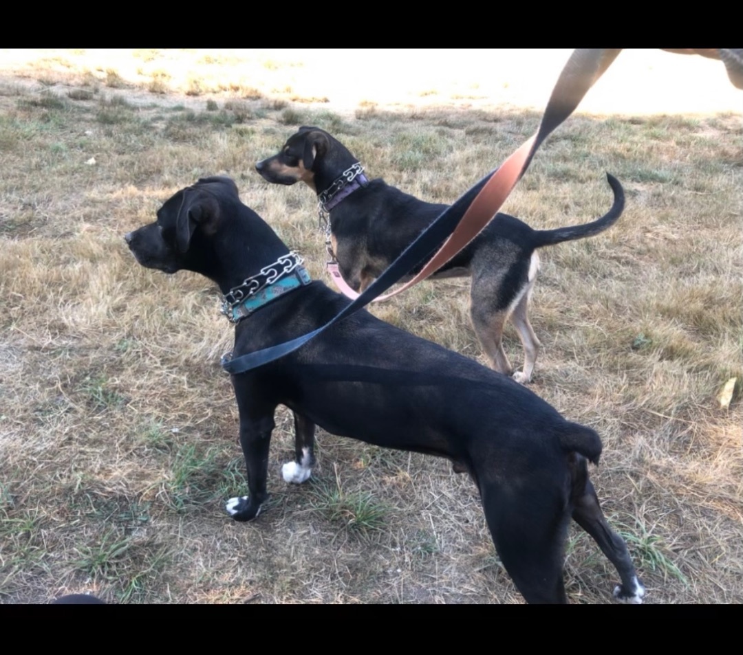 Bolder and Terry, a Adoptable mixed breed in Surrey, BC image 3/4