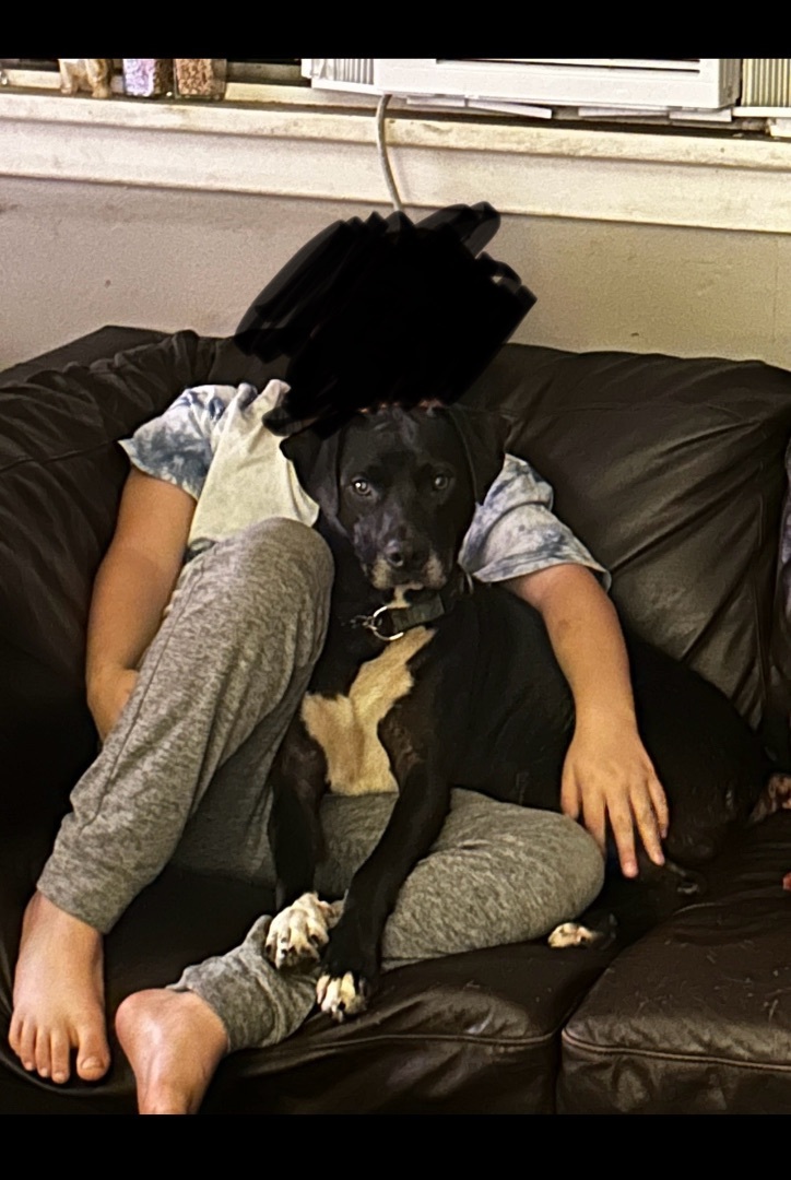 Bolder and Terry, a Adoptable mixed breed in Surrey, BC image 4/4