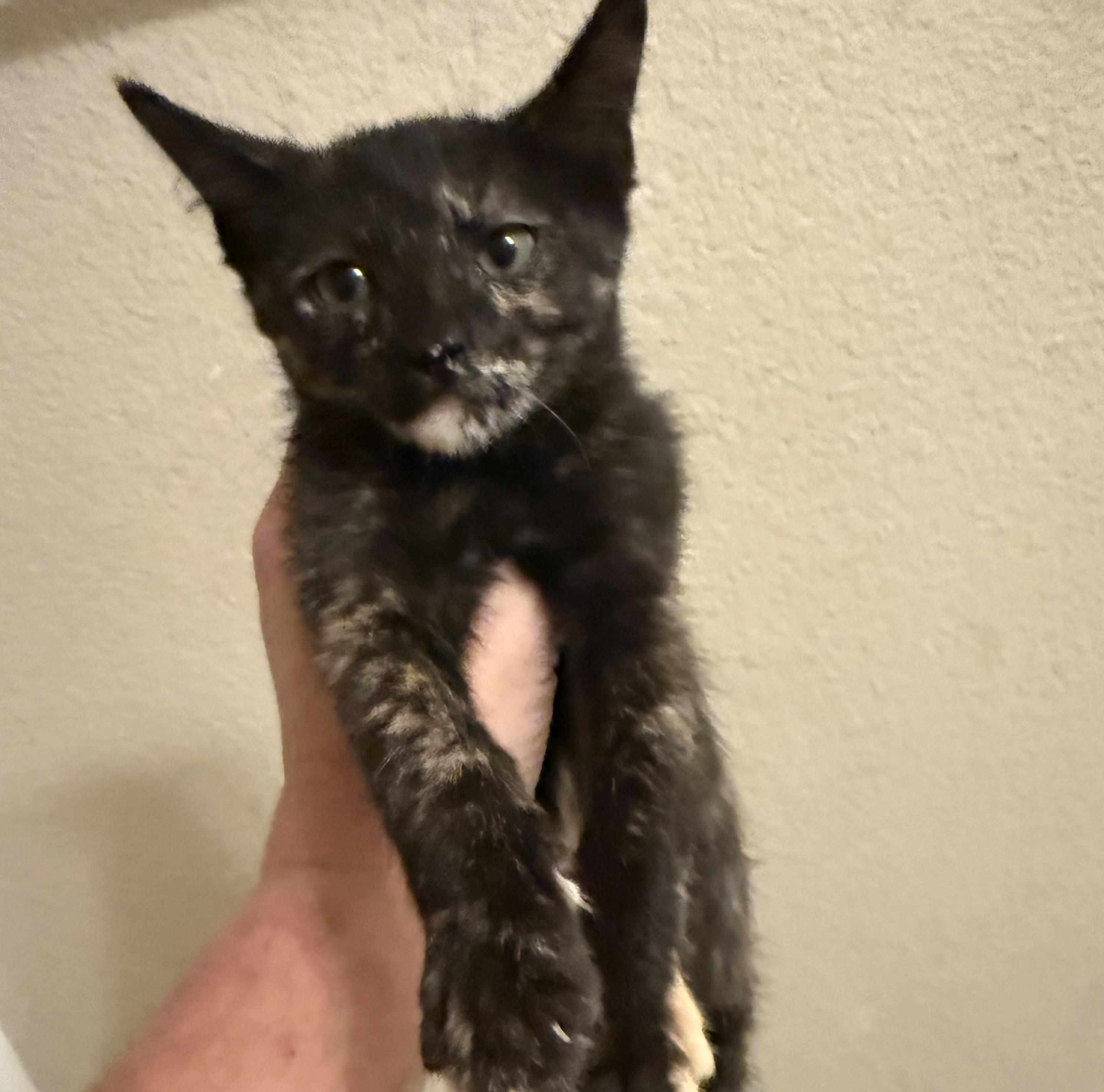 Pixie, a Adoptable Domestic Short Hair in Anna, TX image 3/3