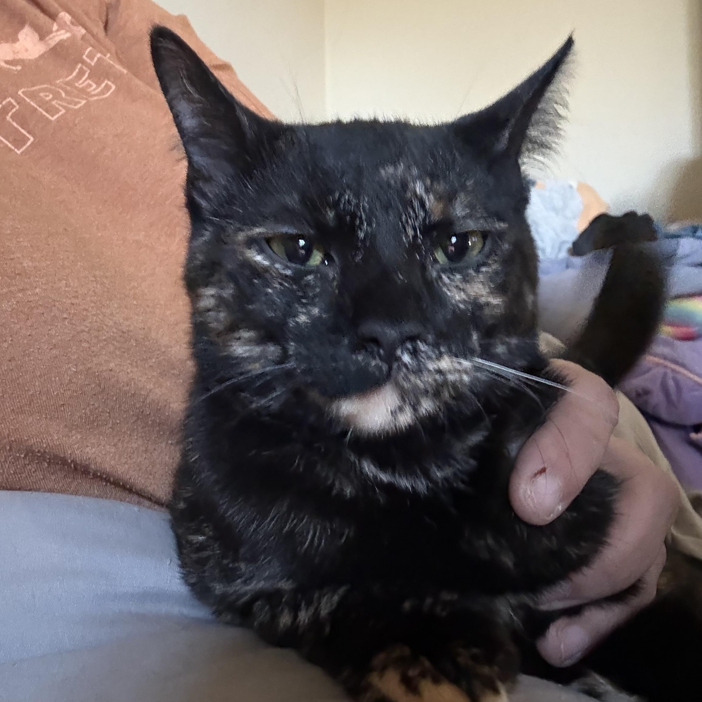 Pixie, a Adoptable Domestic Short Hair in Anna, TX image 1/3