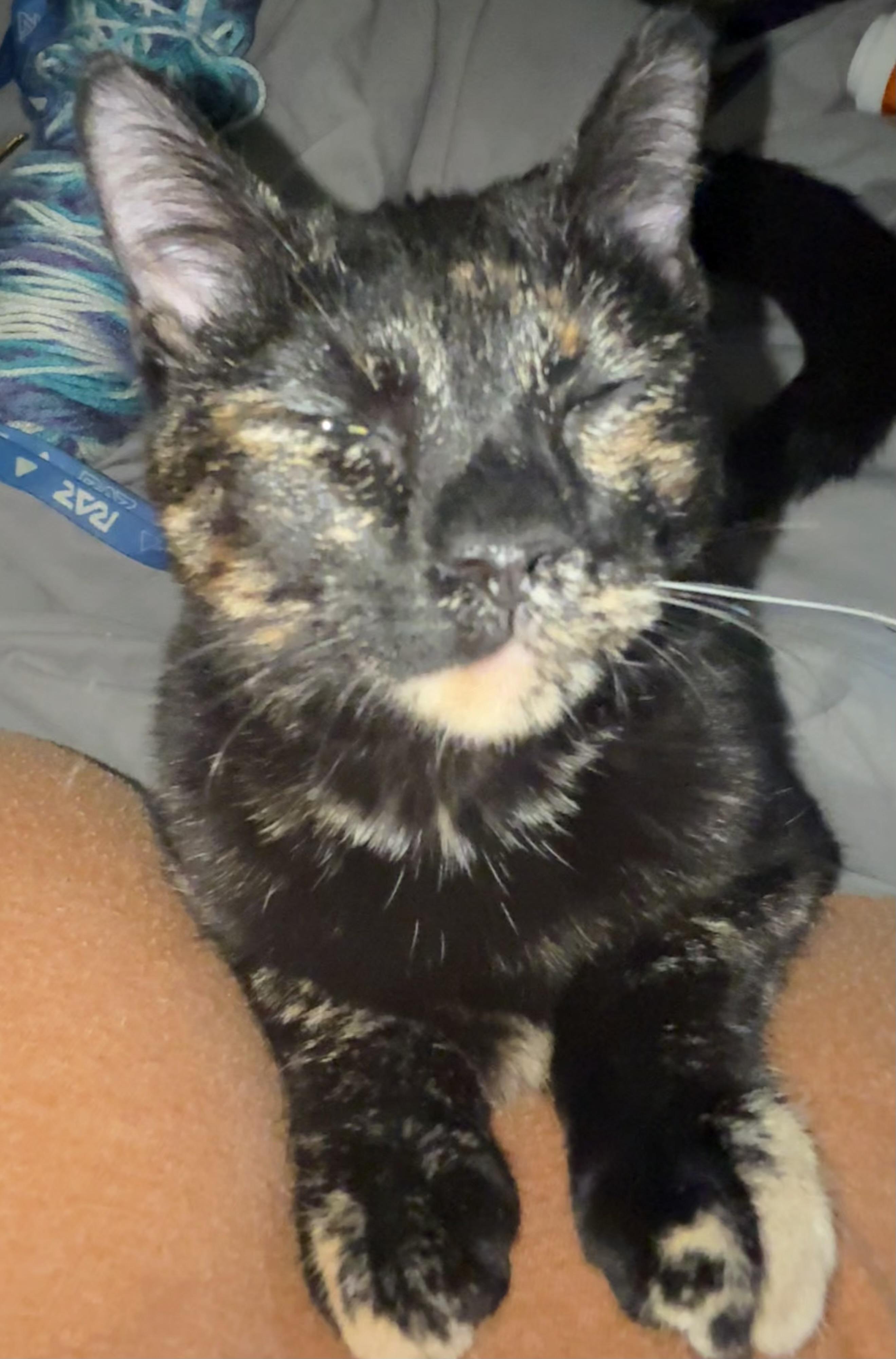 Pixie, a Adoptable Domestic Short Hair in Anna, TX image 2/3