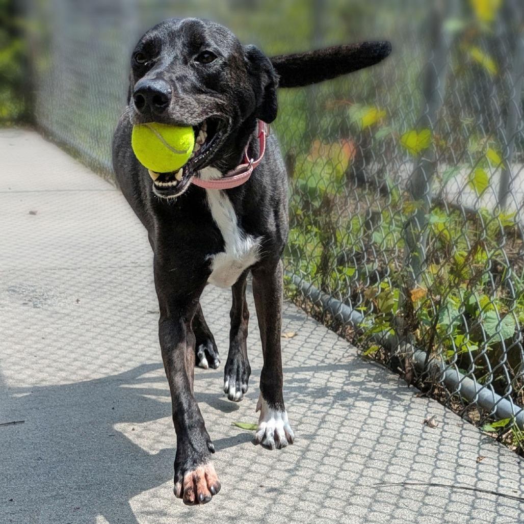 Enlarge Koda, a Adoptable mixed breed in Charlottesville, VA image 1/6
