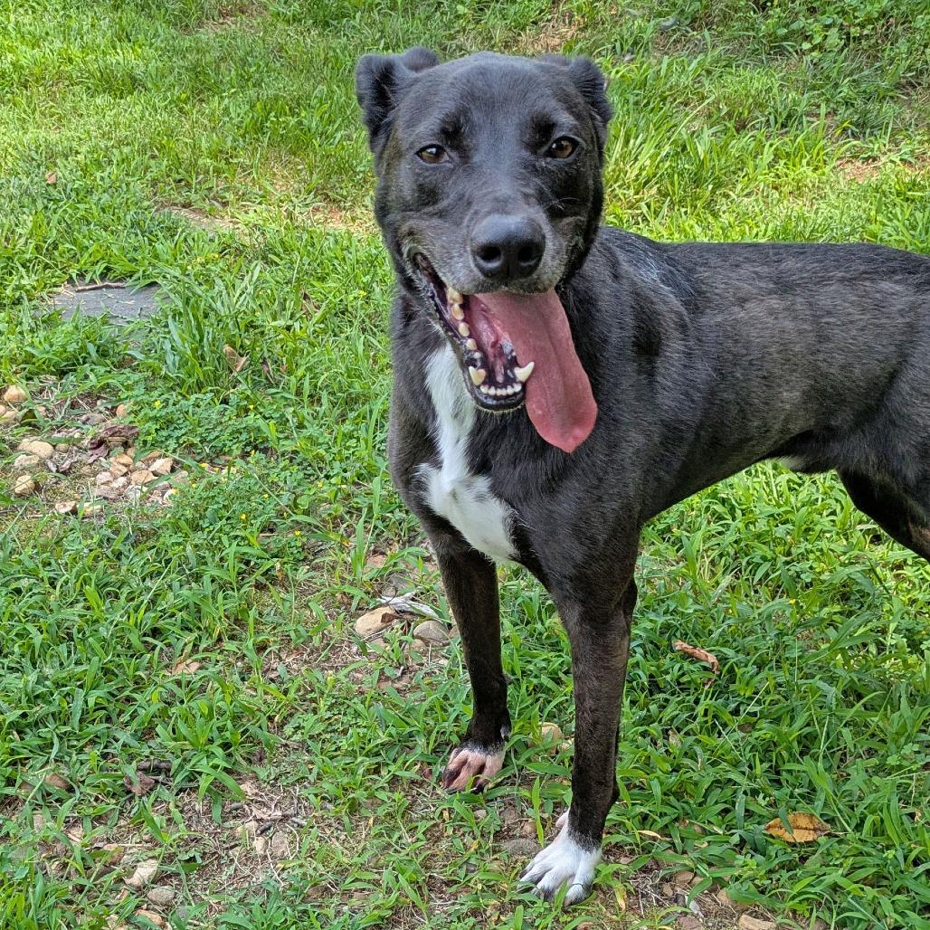 Enlarge Koda, a Adoptable mixed breed in Charlottesville, VA image 2/6