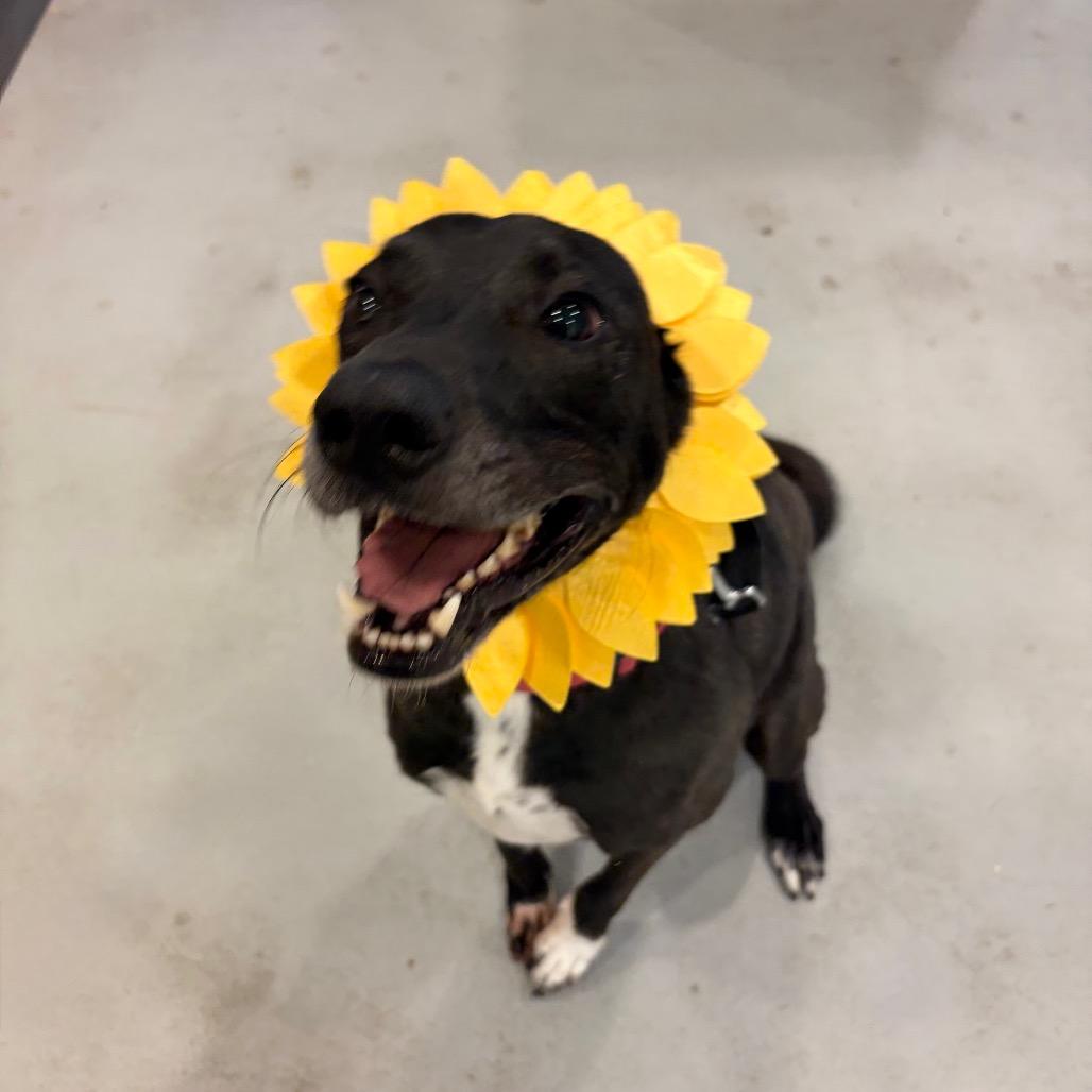 Enlarge Koda, a Adoptable mixed breed in Charlottesville, VA image 3/6