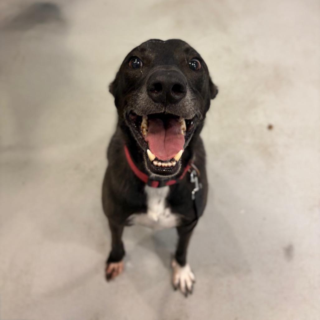 Enlarge Koda, a Adoptable mixed breed in Charlottesville, VA image 4/6