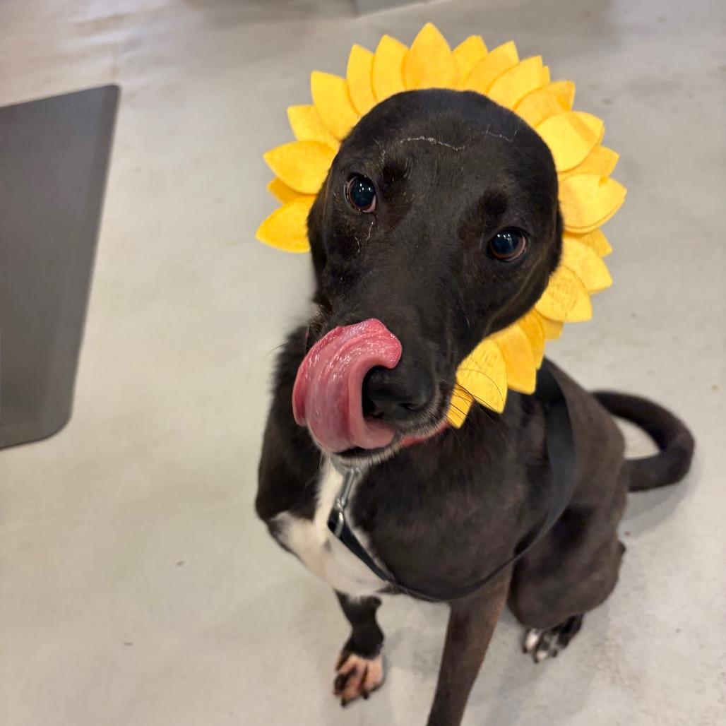 Enlarge Koda, a Adoptable mixed breed in Charlottesville, VA image 5/6
