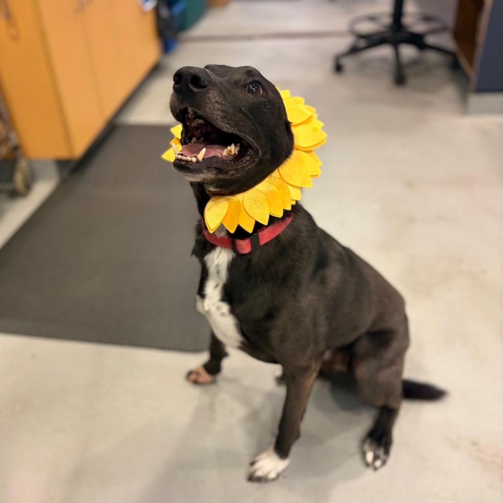 Enlarge Koda, a Adoptable mixed breed in Charlottesville, VA image 6/6